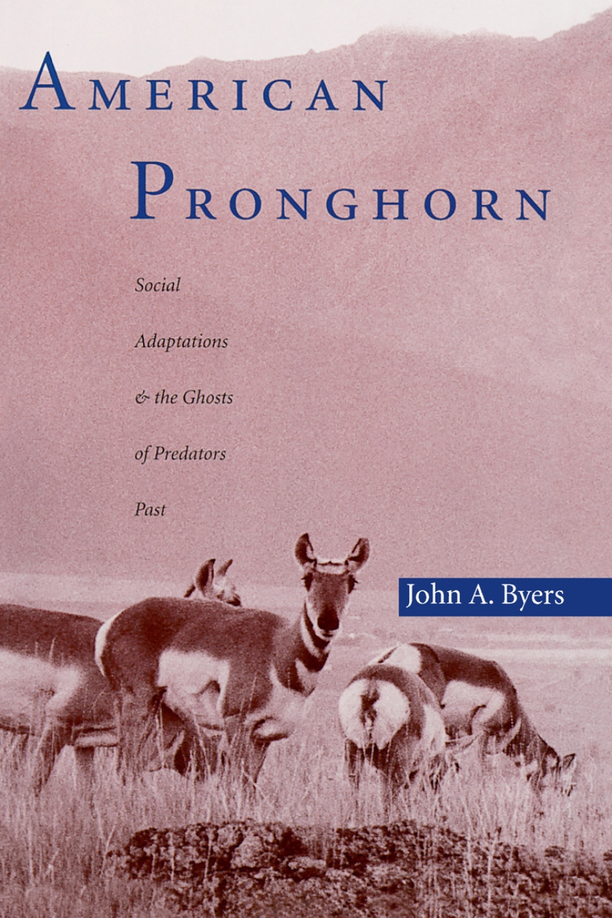 American Pronghorn