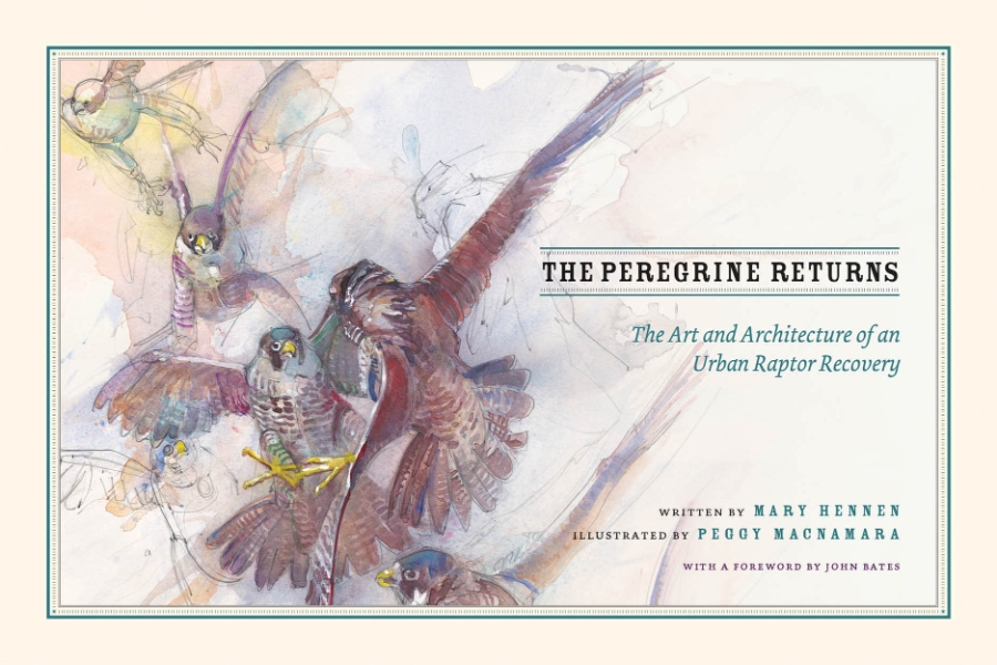 The Peregrine Returns: The Art and Architecture of an Urban Raptor Recovery